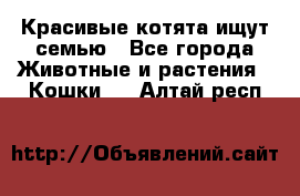 Красивые котята ищут семью - Все города Животные и растения » Кошки   . Алтай респ.